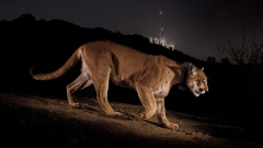 How this image turned a reclusive mountain lion into a Hollywood icon