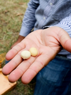 Macadamia processor suspends payments to growers currently handling flooded crops