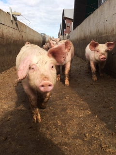 Piggery triggers a stink with neighbours stating they are not able to open windows, amuse visitors