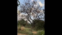 Fungi scorching neem trees in Telangana