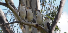 The historical COP15 result is an imperfect game-changer for conserving nature. Here’s why Australia did us happy – The Conversation Indonesia