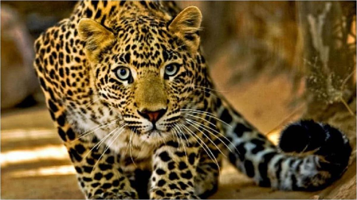 Palamu Tiger Reserve: Leopard pounces on girl returning home from shop, dies