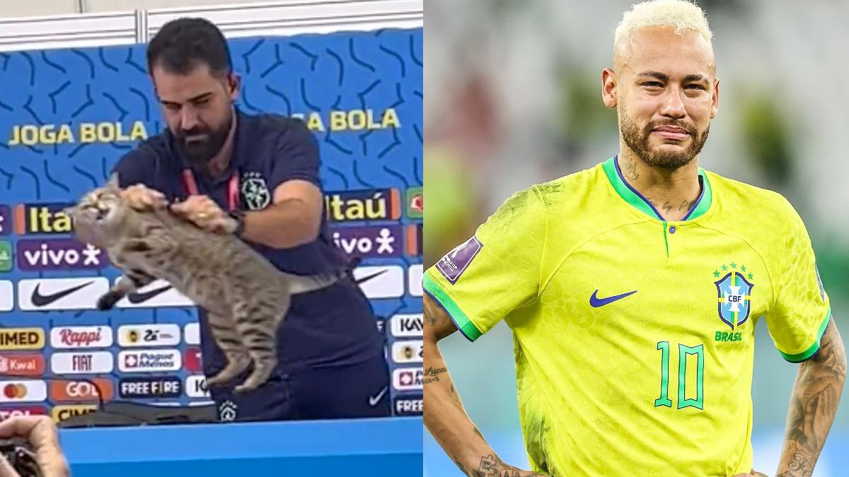 FIFA: Brazil felt the curse of this cat?  Fans took class after the defeat