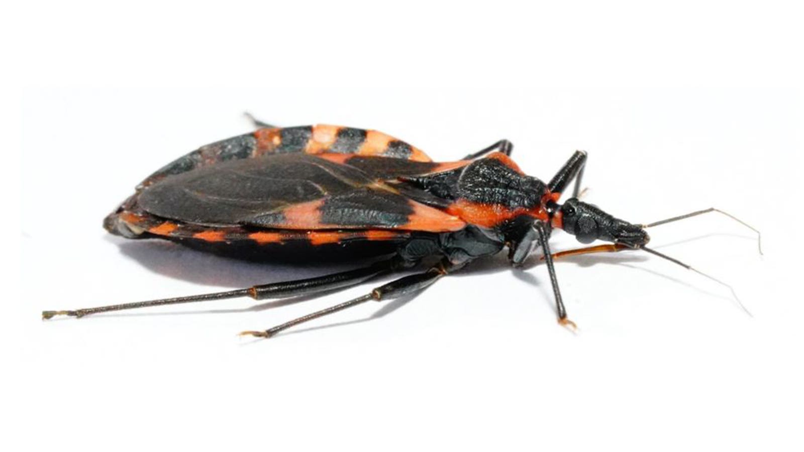 Kissing Bug Confidential: Priorities for Managing Chagas Disease