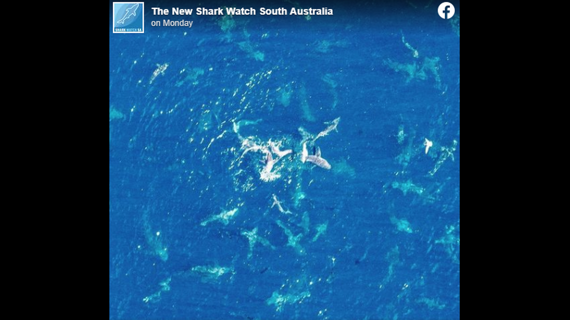 Numerous sharks captured up in feeding craze seen from airplane off southern Australia – Miami Herald