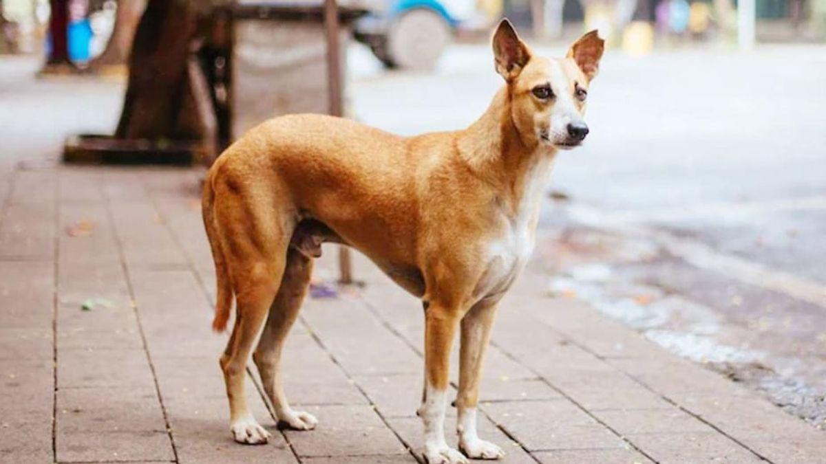 UP: The accused was dragging the dog behind the car, arrested