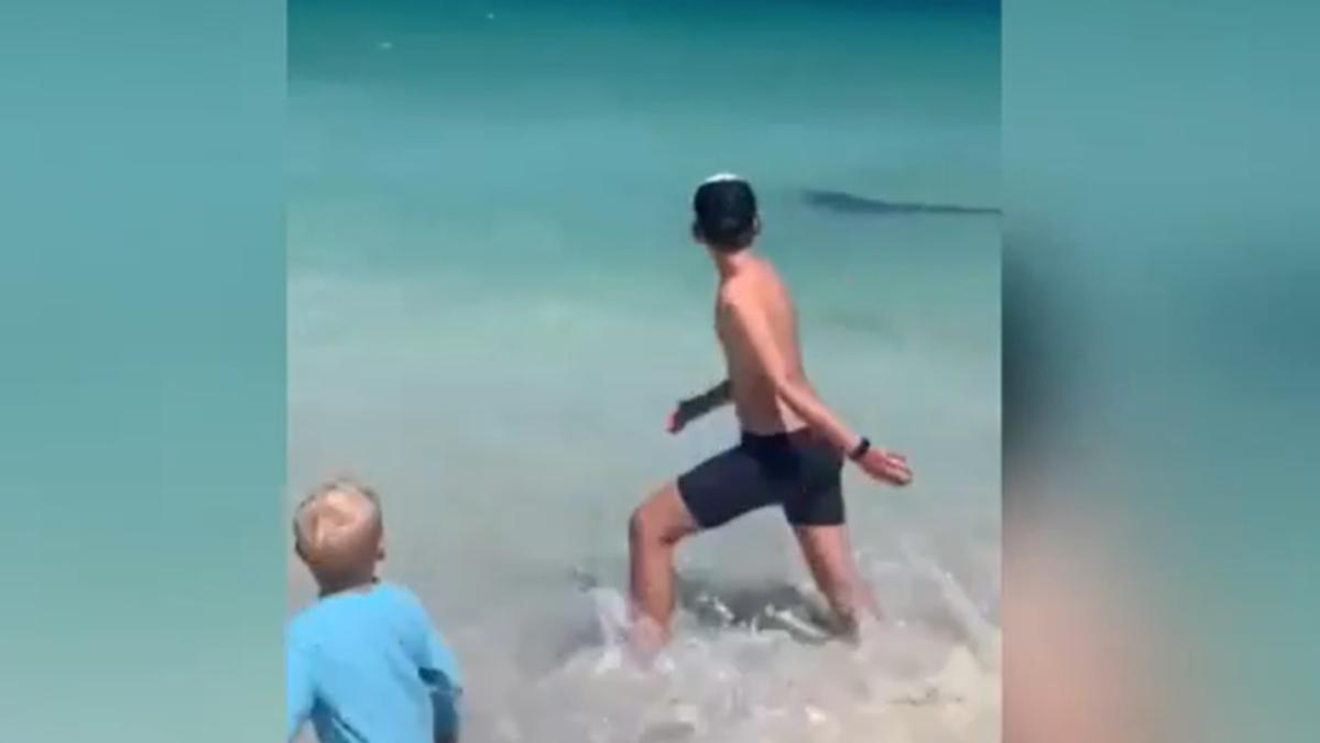 Tiger shark cruises near to coast at Whitfords beach