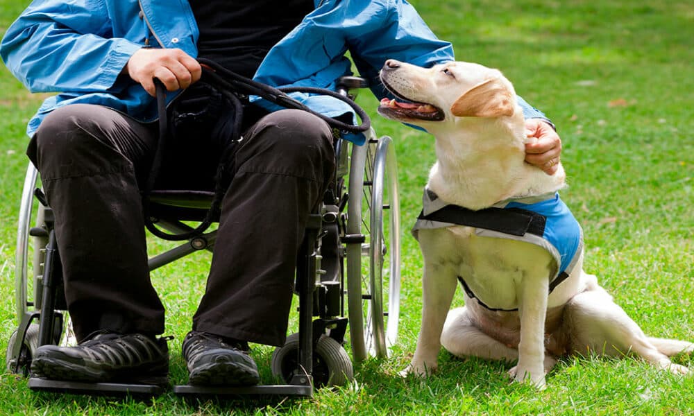 Los perros de asistencia y su labor prioritaria entre los colectivos fool diversidad funcional