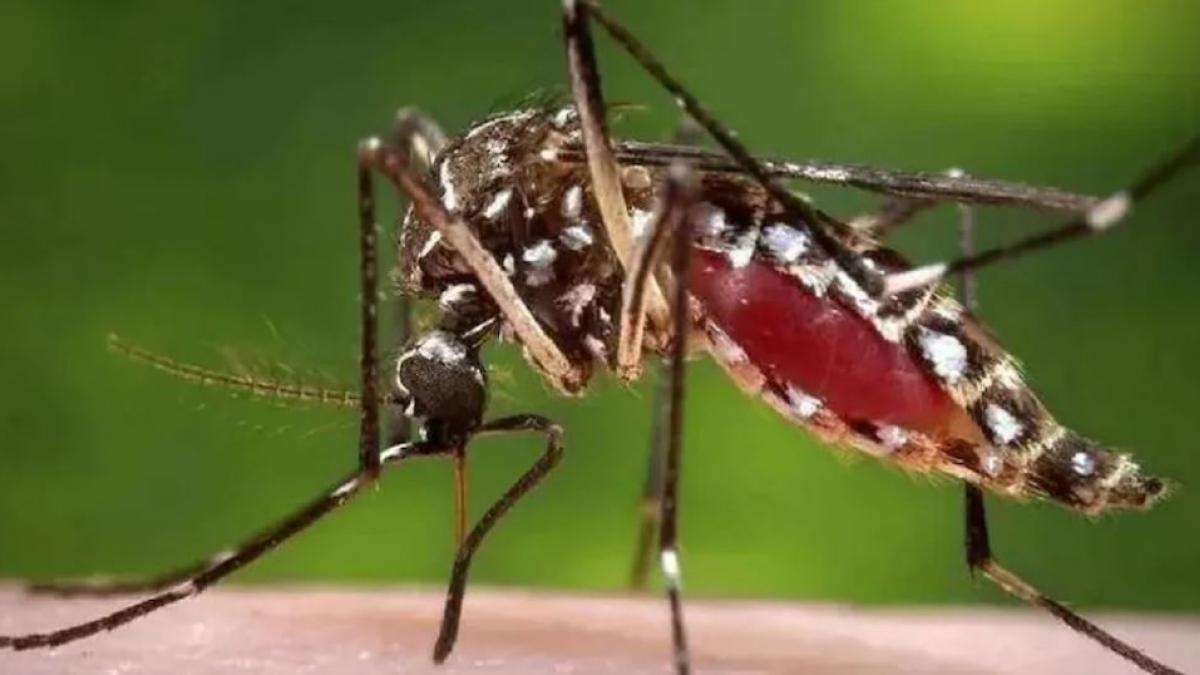 Dengue hits UP, capital Lucknow has maximum 1,677 cases