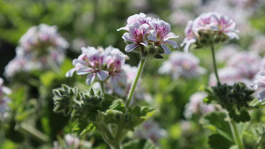 ‘English gardens’ giving way for native plants to improve Australia’s biodiversity – ABC News