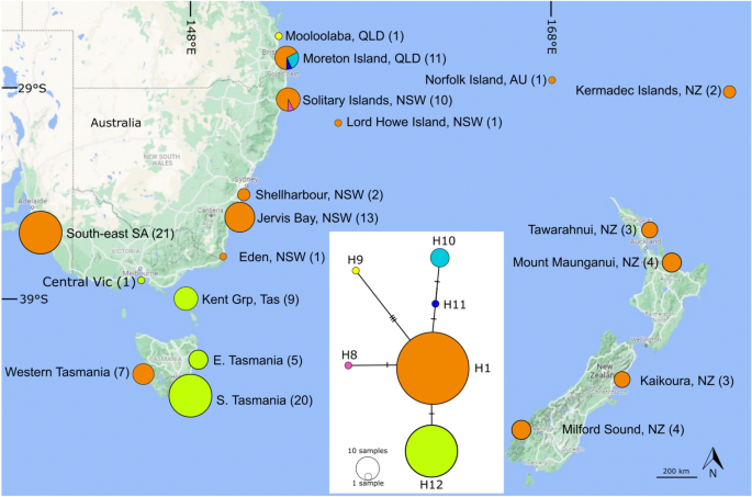 Environment modification threatens distinct evolutionary variety in Australian kelp refugia|Scientific Reports – Nature.com