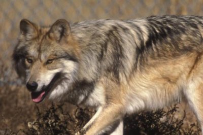 Some ecologists slam capture, moving of Mexican gray wolf