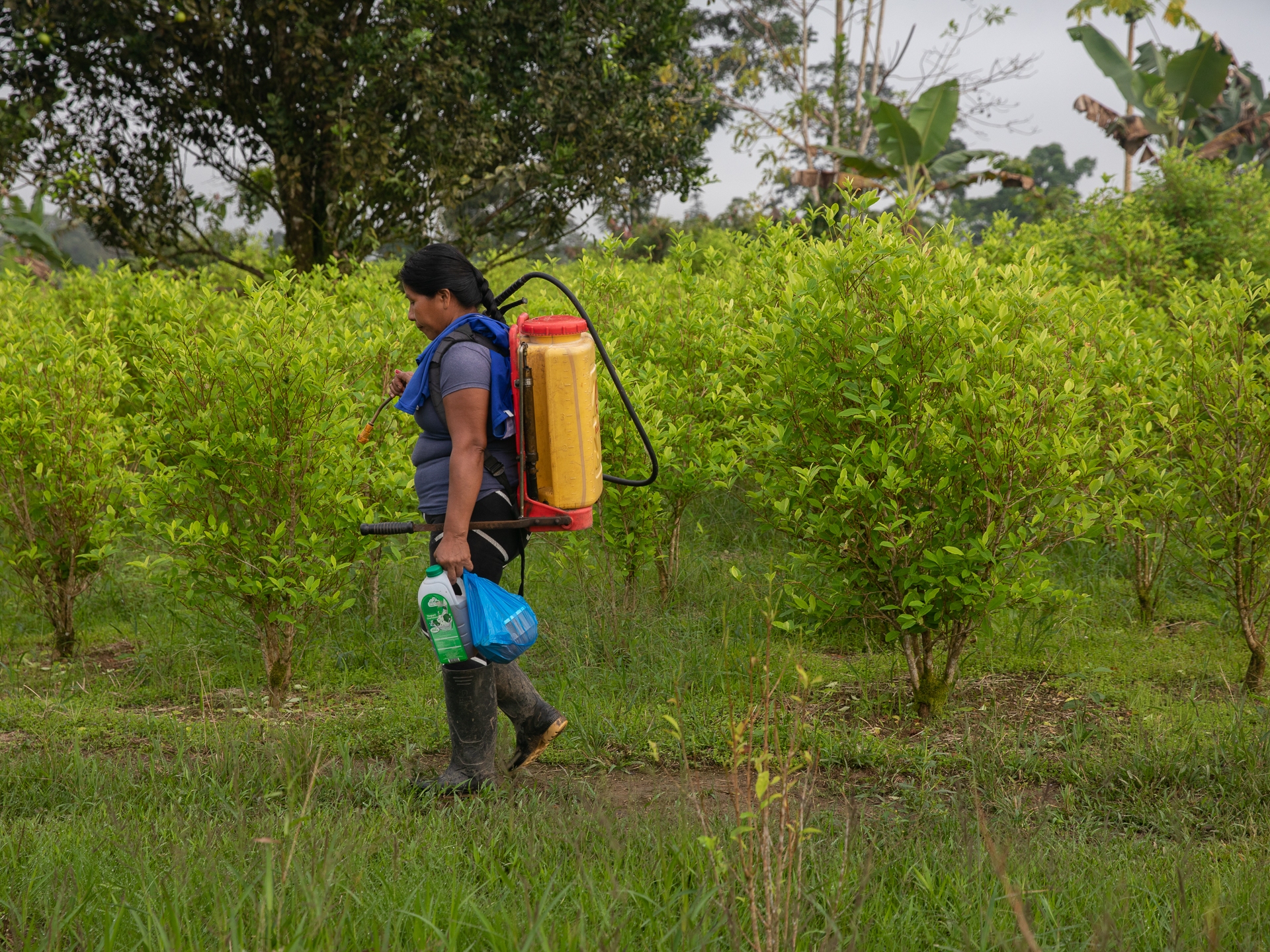 Colombia moves method in drug war far from coca elimination