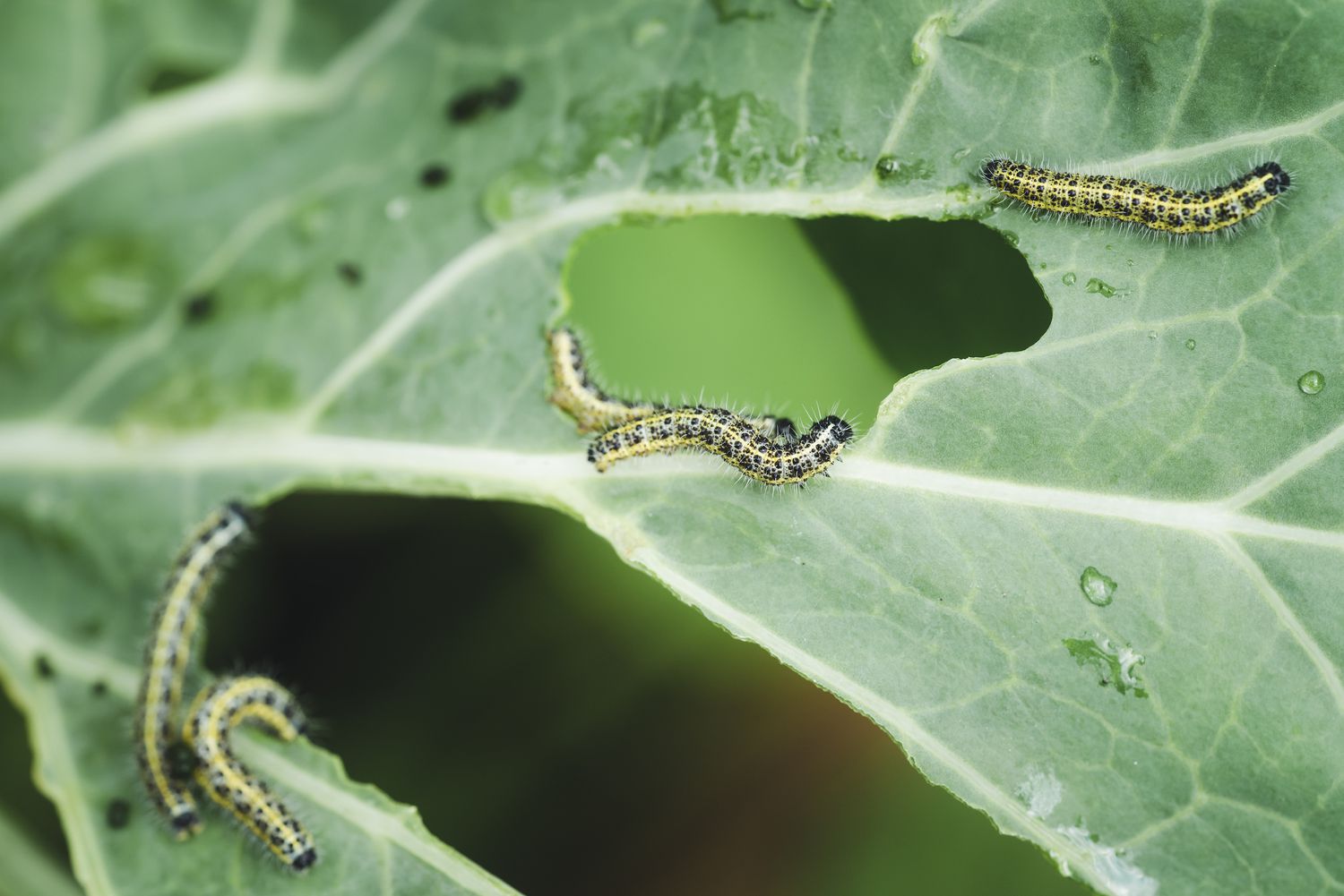 Why I Want Some ‘Pests’ in My Organic Garden