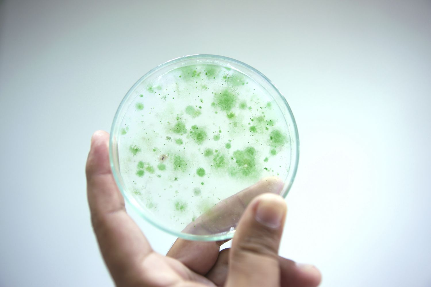 Algae Could Supply Sustainable Protein to a Changing World