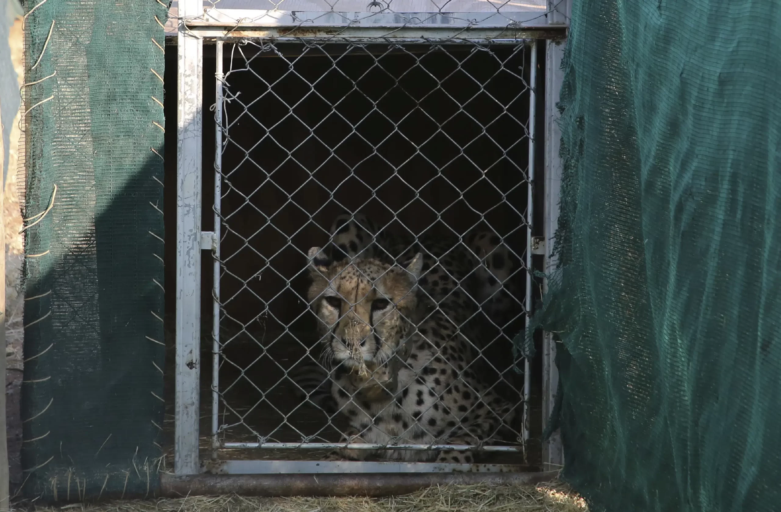 India to get 12 cheetahs from South Africa next month – The Associated Press – en Español