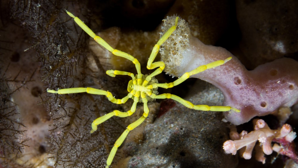 Sea spiders can regrow their rectums, researchers find