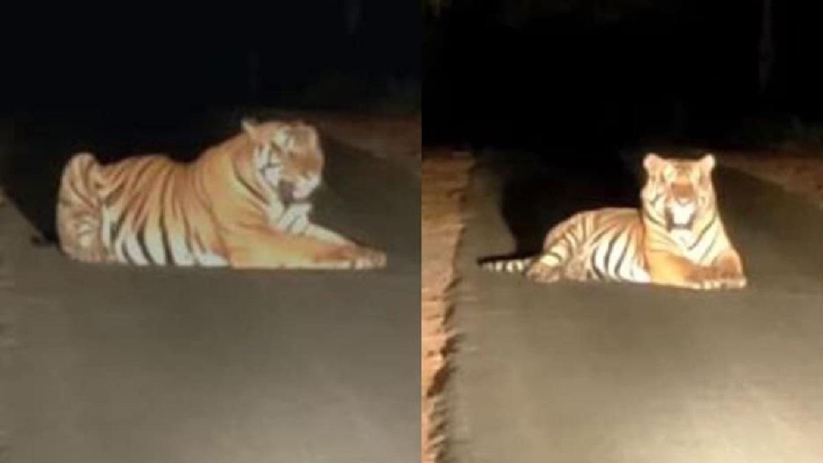 Tiger having fun on the roadside in Lakhimpur Kheri, watch VIDEO