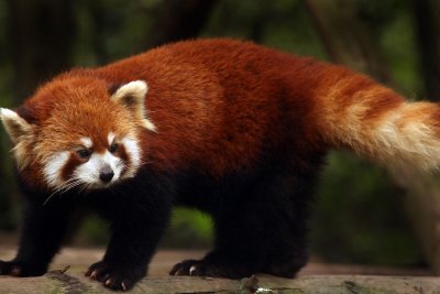 Red panda gets away from San Diego Zoo enclosure