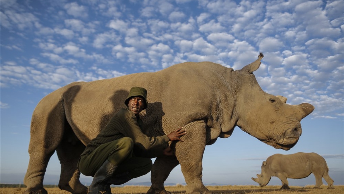 Rhino poaching rises 93 percent in Namibia