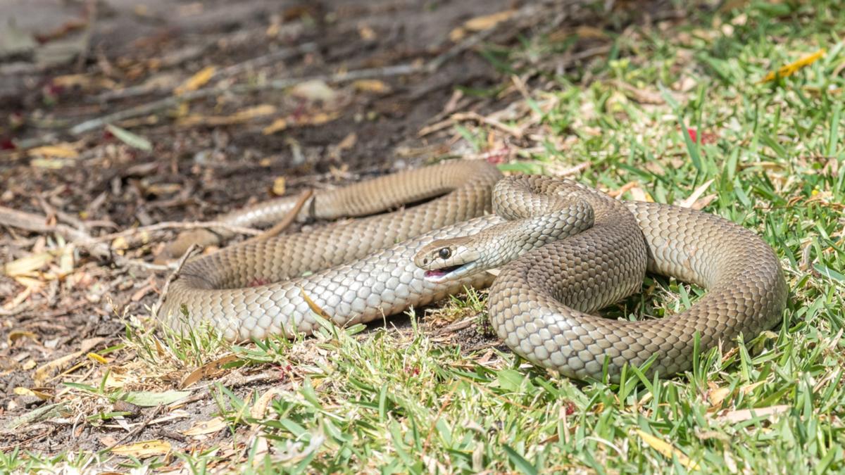 Queensland father-of-two passes away from snake bite at Kensington Grove residential or commercial property