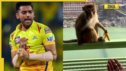 Enjoy: Cricketer Deepak Chahar attempts to be ‘good friends’ with a monkey, relocation nearly backfires, gets ‘robbed’