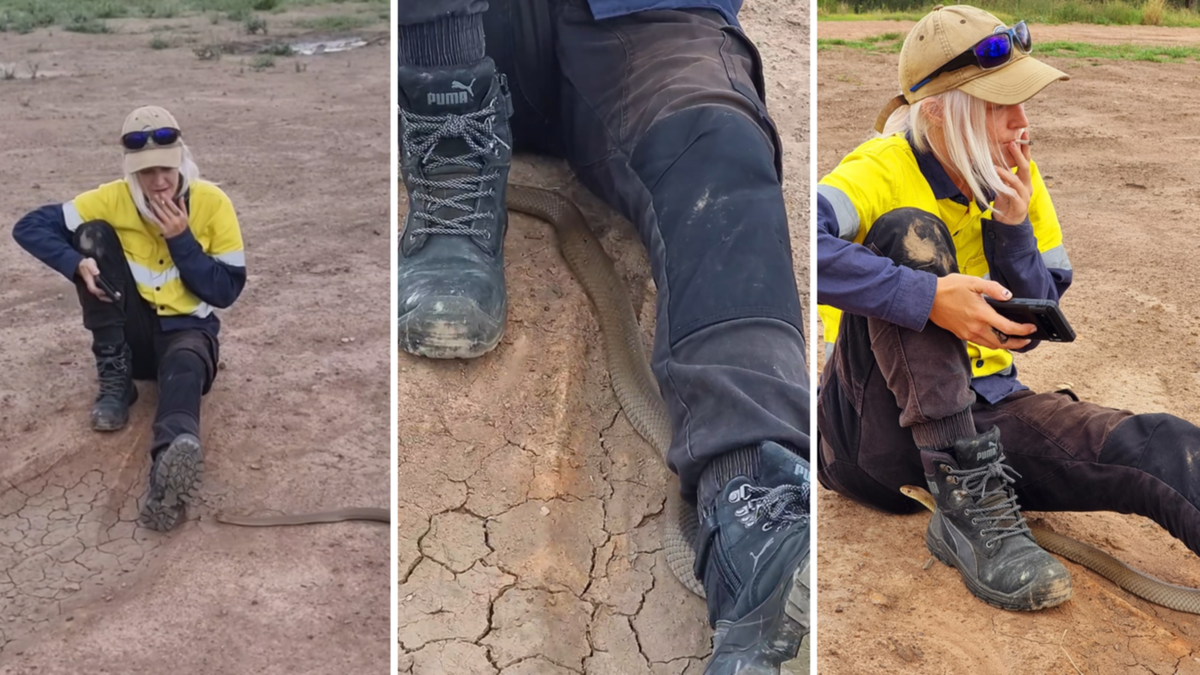 See: Queensland female’s calm response as fatal eastern brown snake disrupts her smoko