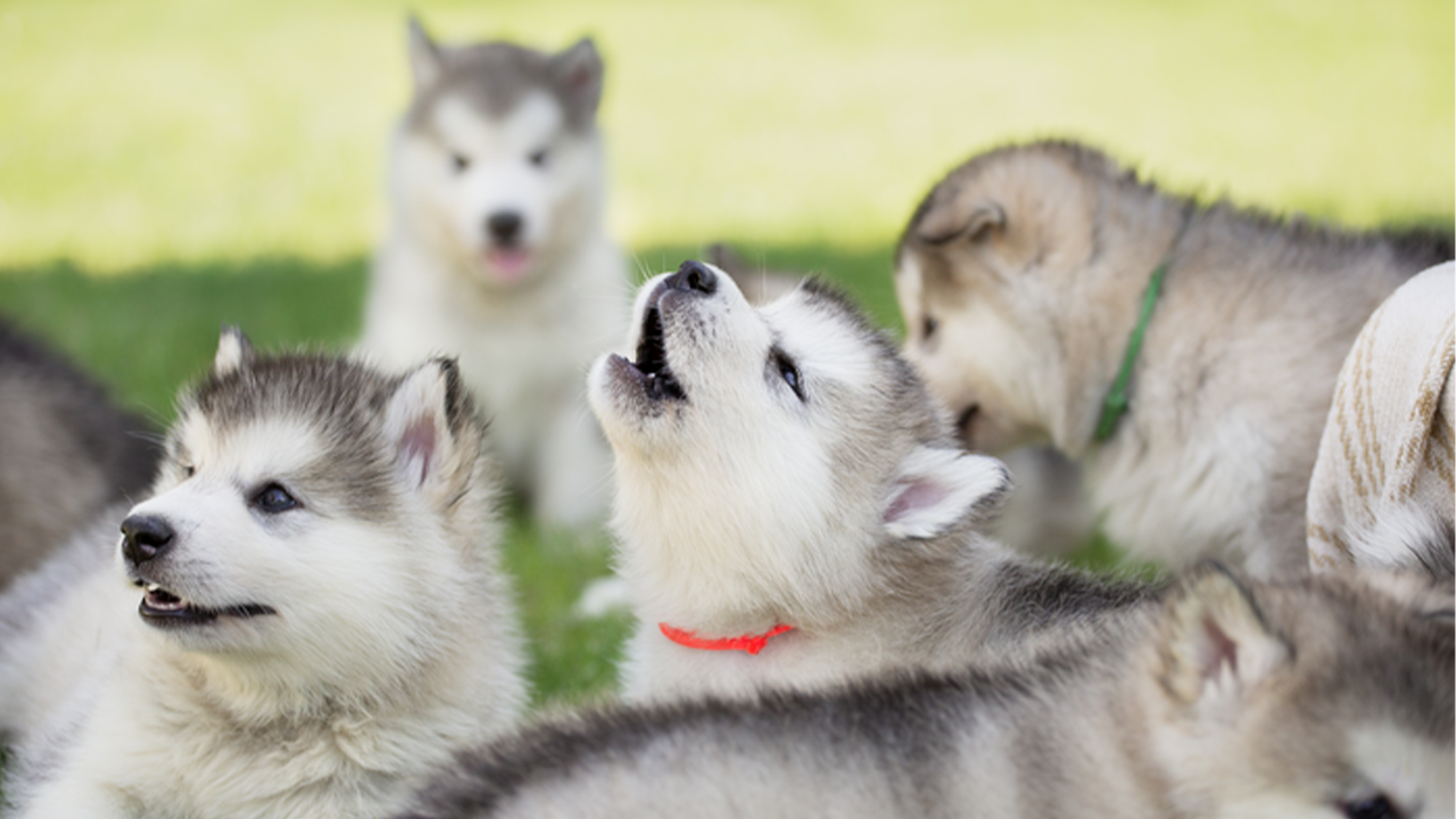 Do domesticated canines growl back at wolves?