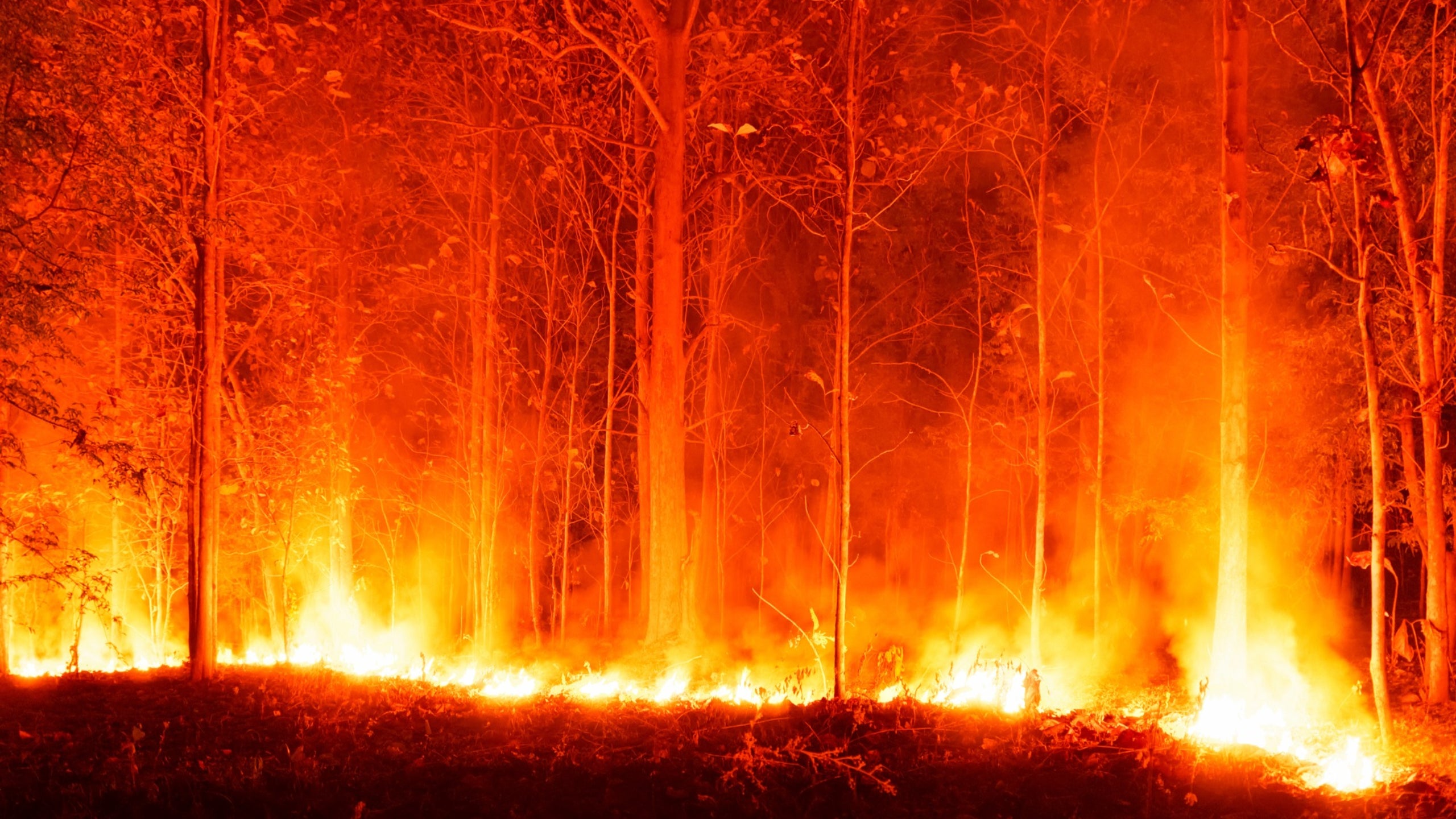 The last thread of wish to restore California’s trees is disappearing