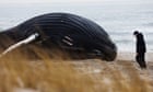 Examination under method as ninth dead whale cleans up in New Jersey