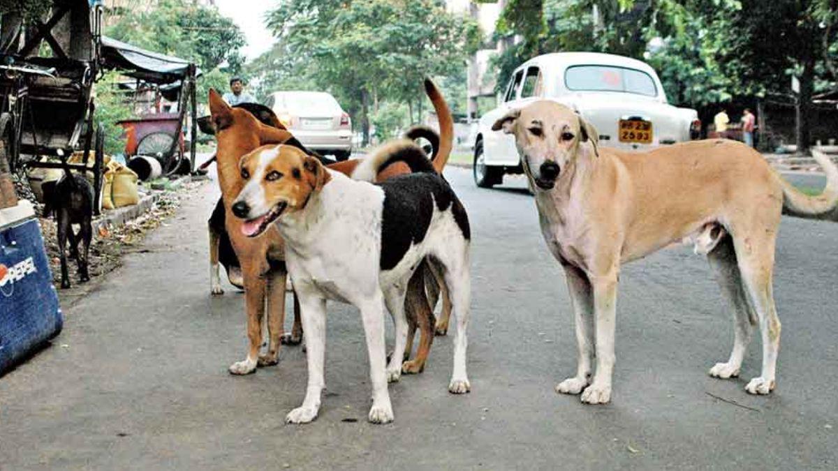 A pack of stray dogs killed a 7-year-old, anger among people in Bilaspur village of Saharanpur