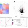 Isoform-specific AMPK repression impacts cognitive function in aged mice, scientists discover