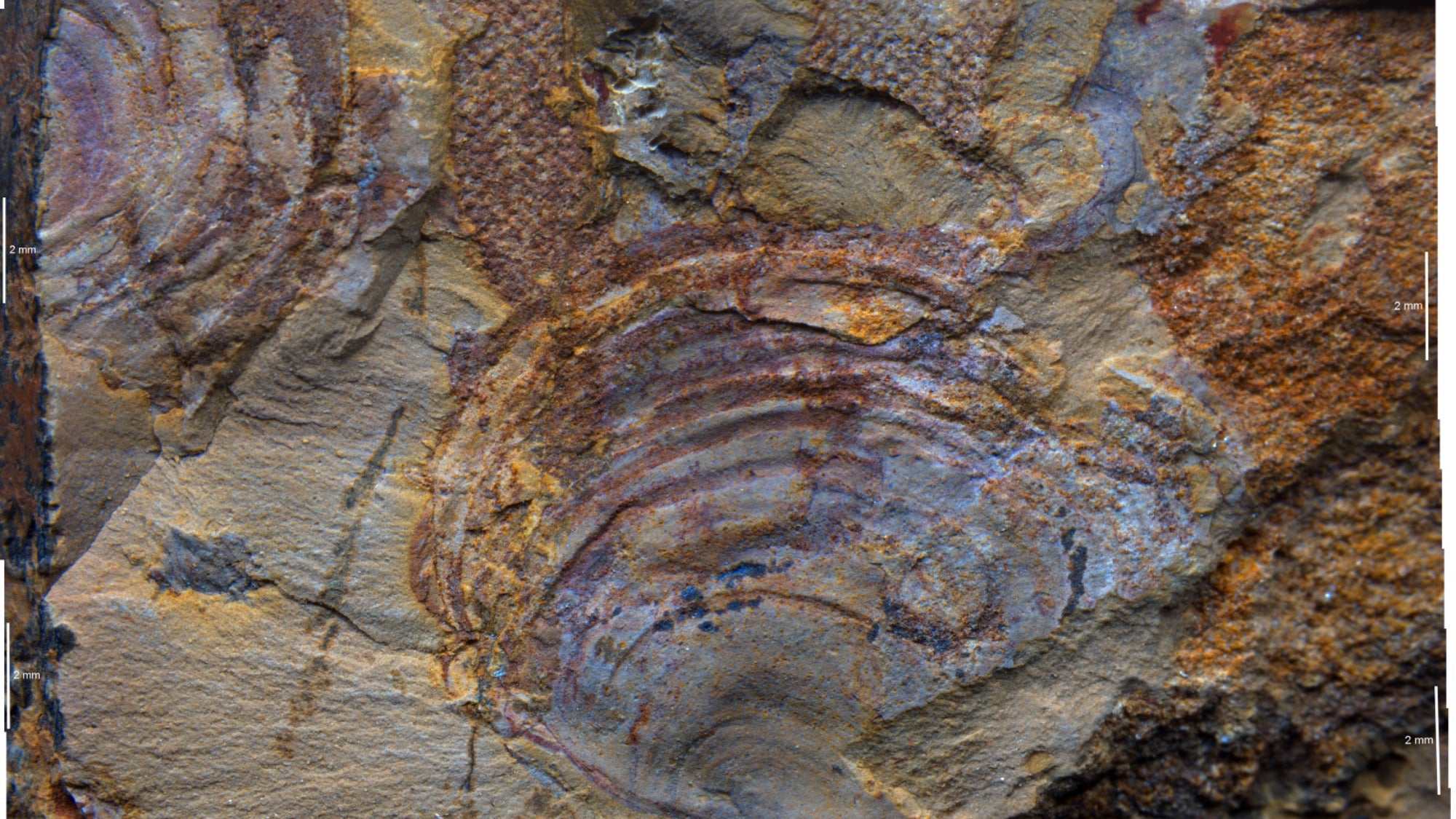 This fossilized ‘ancient animal’ may be a lot of old seaweed