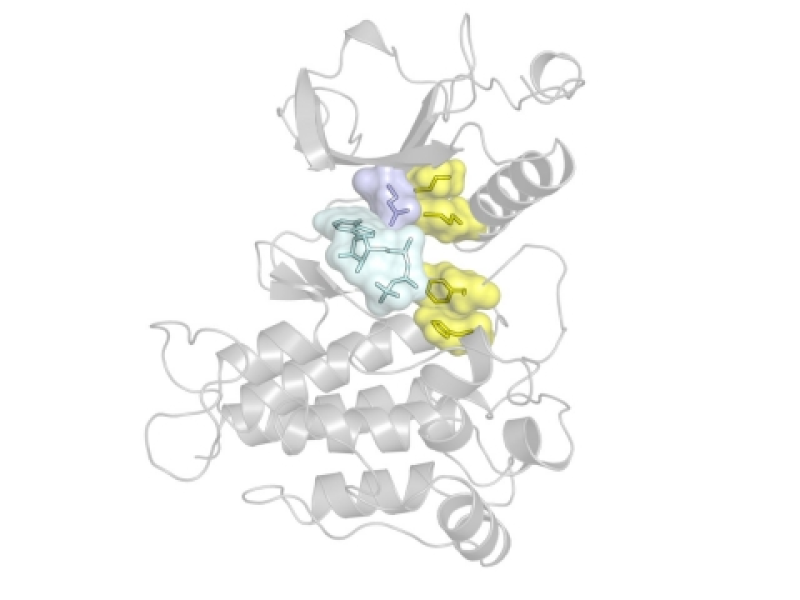 Research study reveals why cancer stops reacting to kinase-blocking drugs and returns more powerful