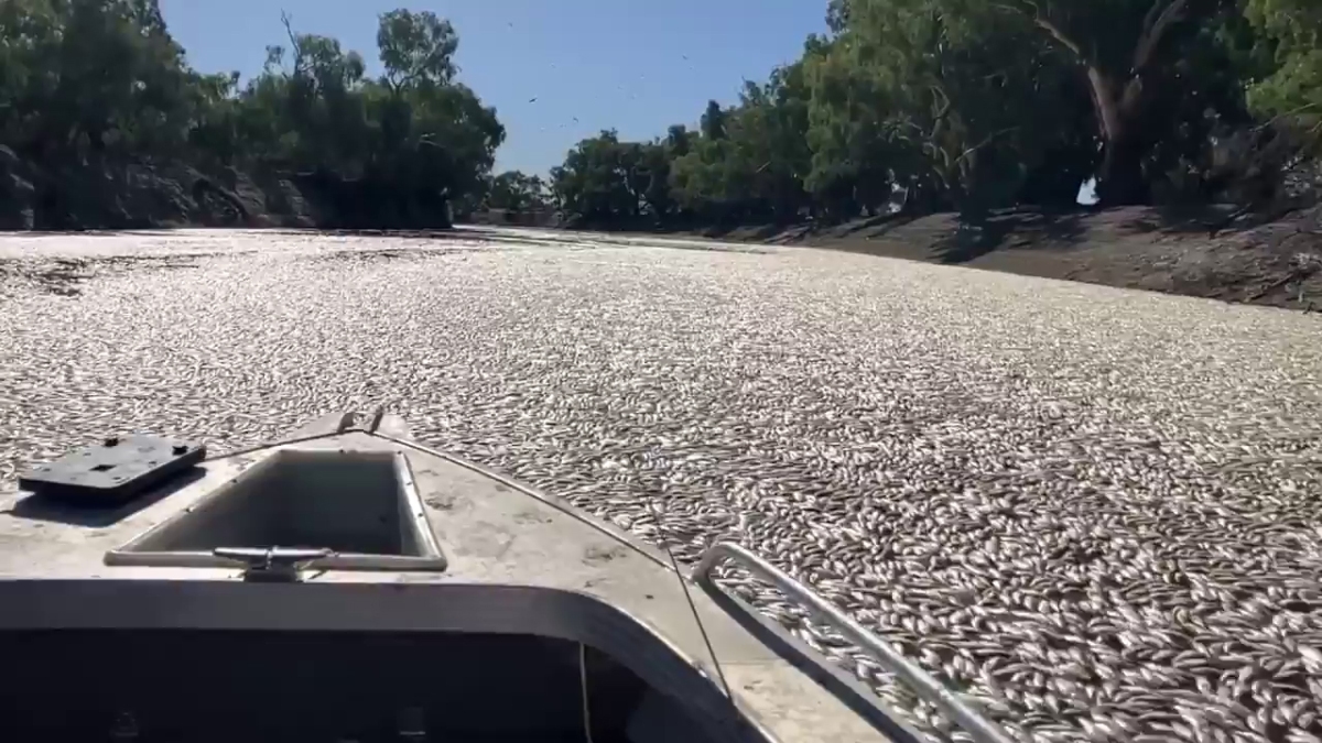 Countless dead fish block Australian river near remote town