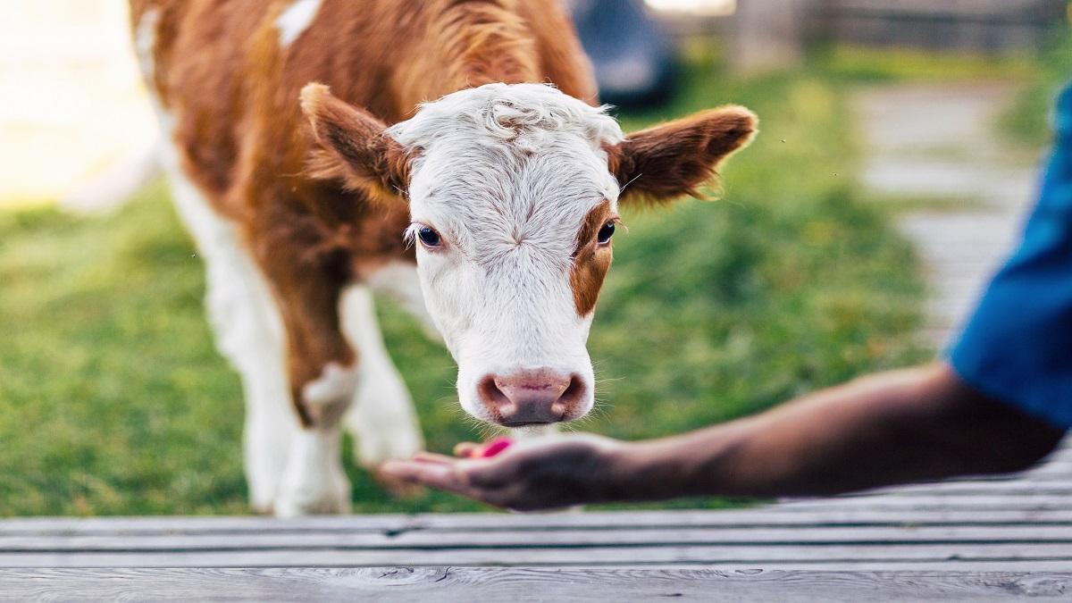 Cow-Buffalo also want chocolate!  Increases milk yield