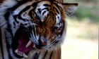 2 tigers quickly missing out on after Georgia zoo harmed by twister