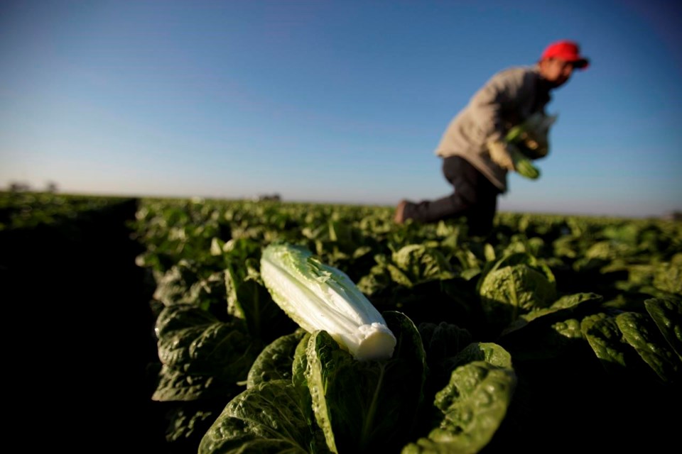 Lettuce costs most likely to increase once again in the middle of California flooding, professionals state