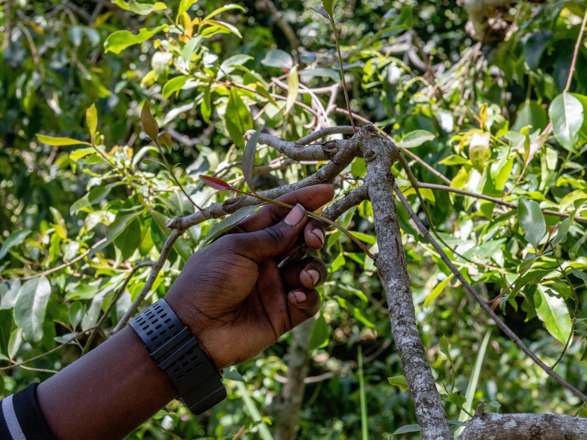 Kenyan khat farmers look for gov’t assistance to expand once again after COVID-19