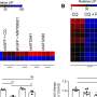 Hindering the biological crosstalk of autophagy and mitochondrial function underlying pancreatic ductal adenocarcinoma