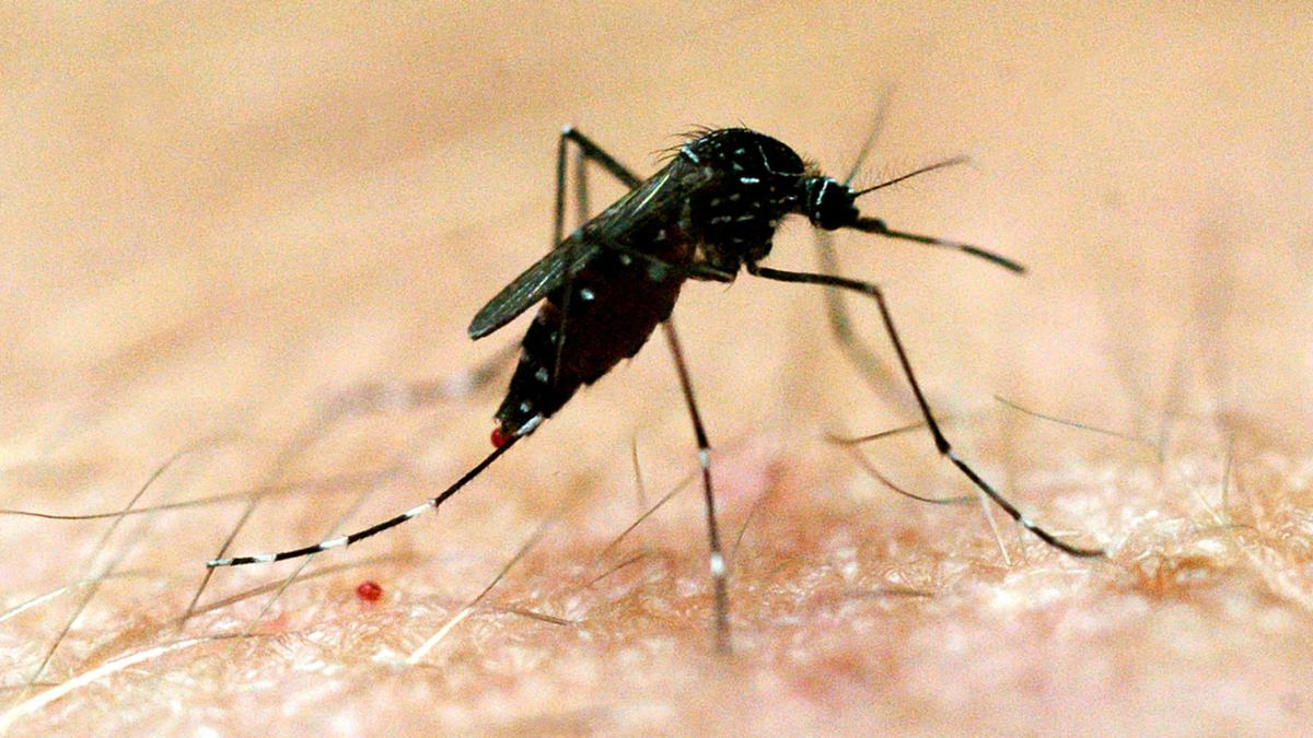 Northern Territory baby passes away from mosquito-borne illness Murray Valley sleeping sickness