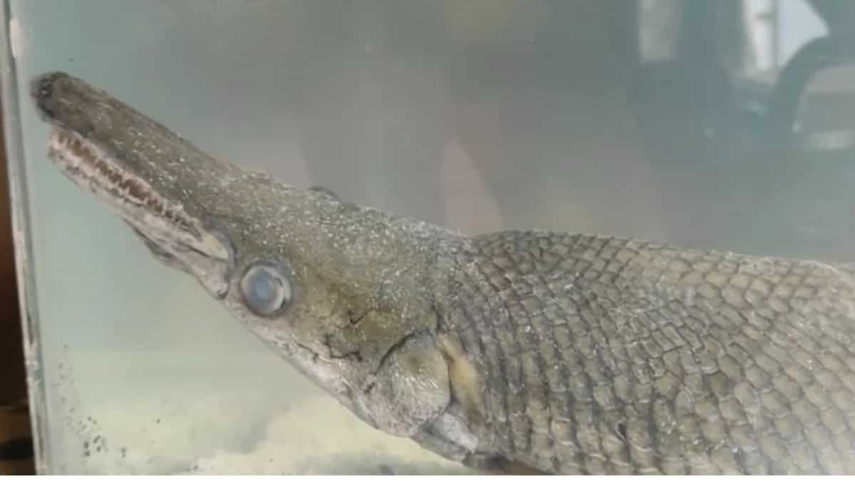 India: Rare Alligator Gar Fish discovered in Dal Lake of Kashmir