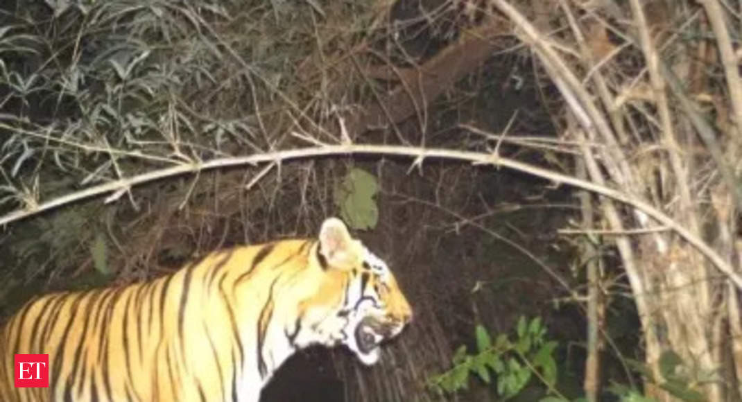 National Board for Wildlife clears train line in Telangana’s Kagaznagar tiger passage; understand the information