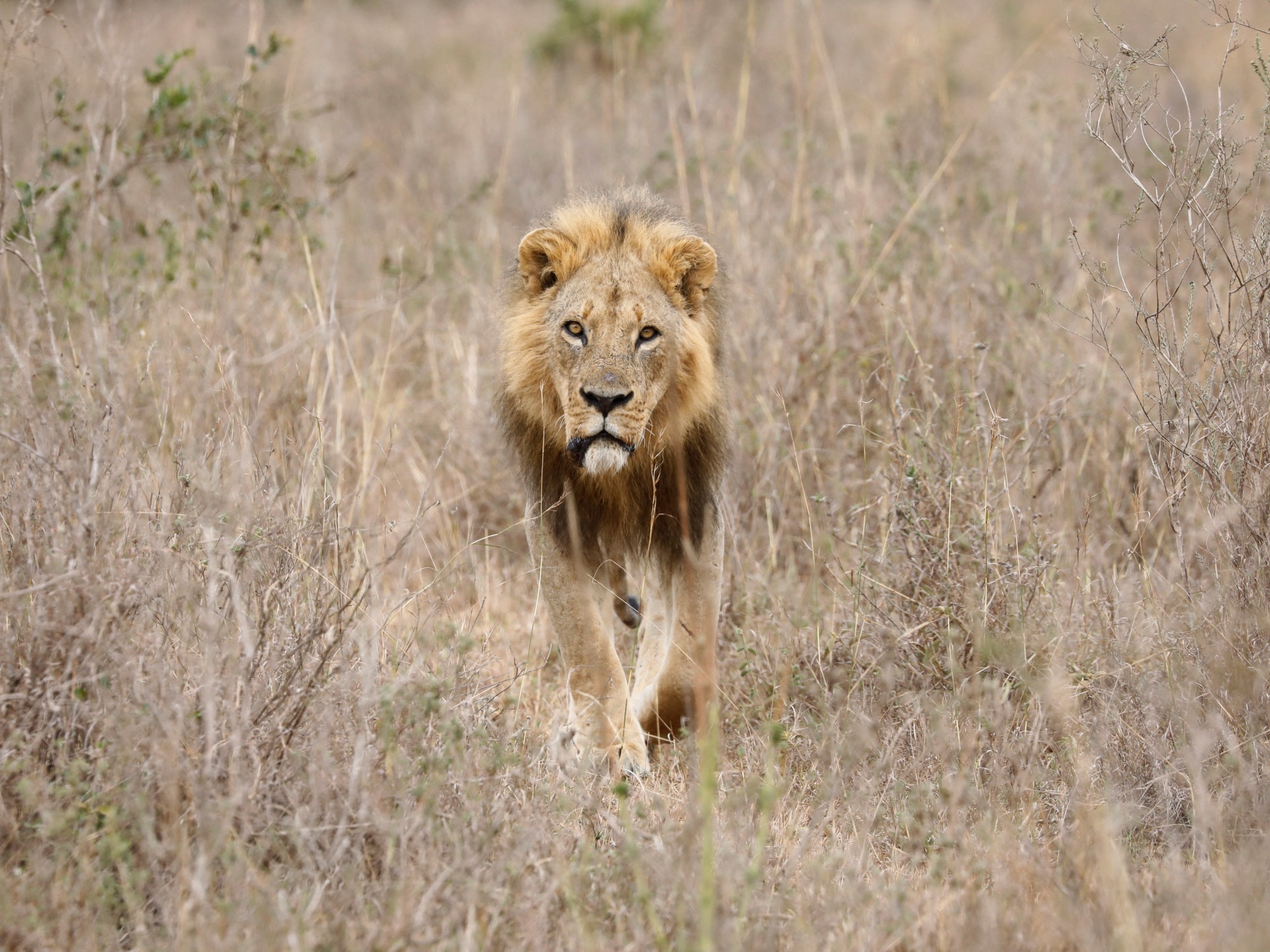 6 lions eliminated by herders in blow to Kenya’s preservation push