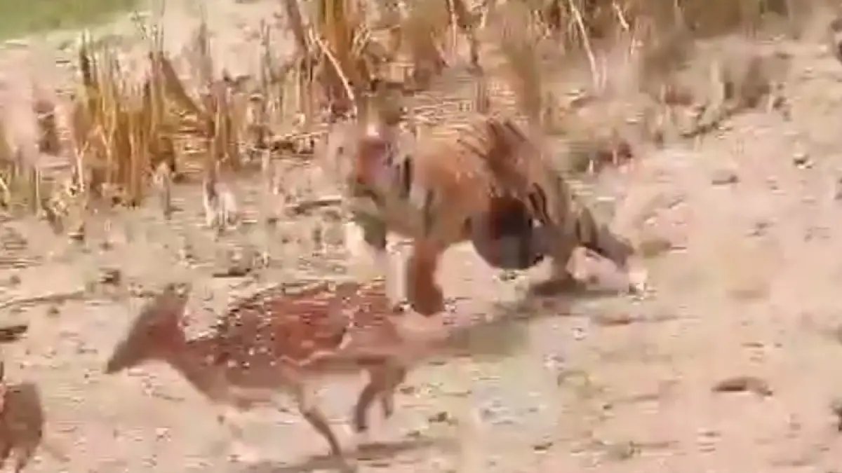 Royal Bengal Tiger stops working to hound ‘luckiest deer’, see incredible chase & escape series