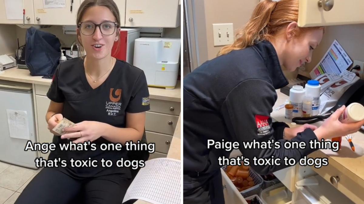 Hazardous foods for pets: TikTok video sees veterinarian personnel expose the unexpected active ingredients you must never ever feed