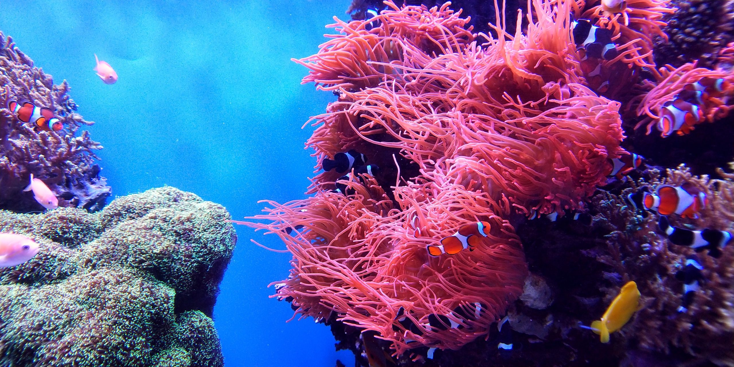 Start-up utilizes 3D prints to construct “Urban Reefs” for much better Air Quality