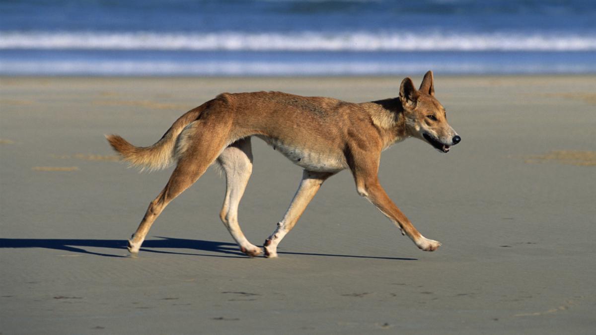 Young boy required to health center following occurrence with dingo at K’gari