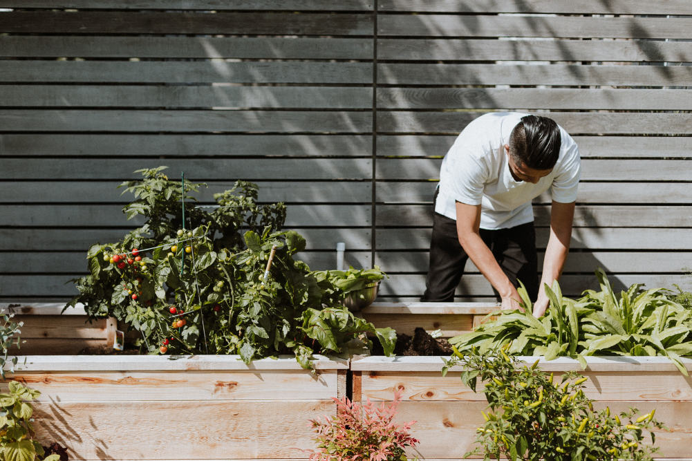 Grow Your Own Nutrient-Rich Garden