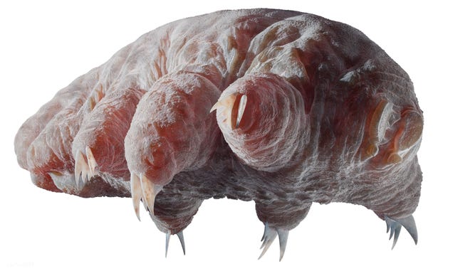 New Theory Suggests Hardy Tardigrades Evolved From Ancient Worms